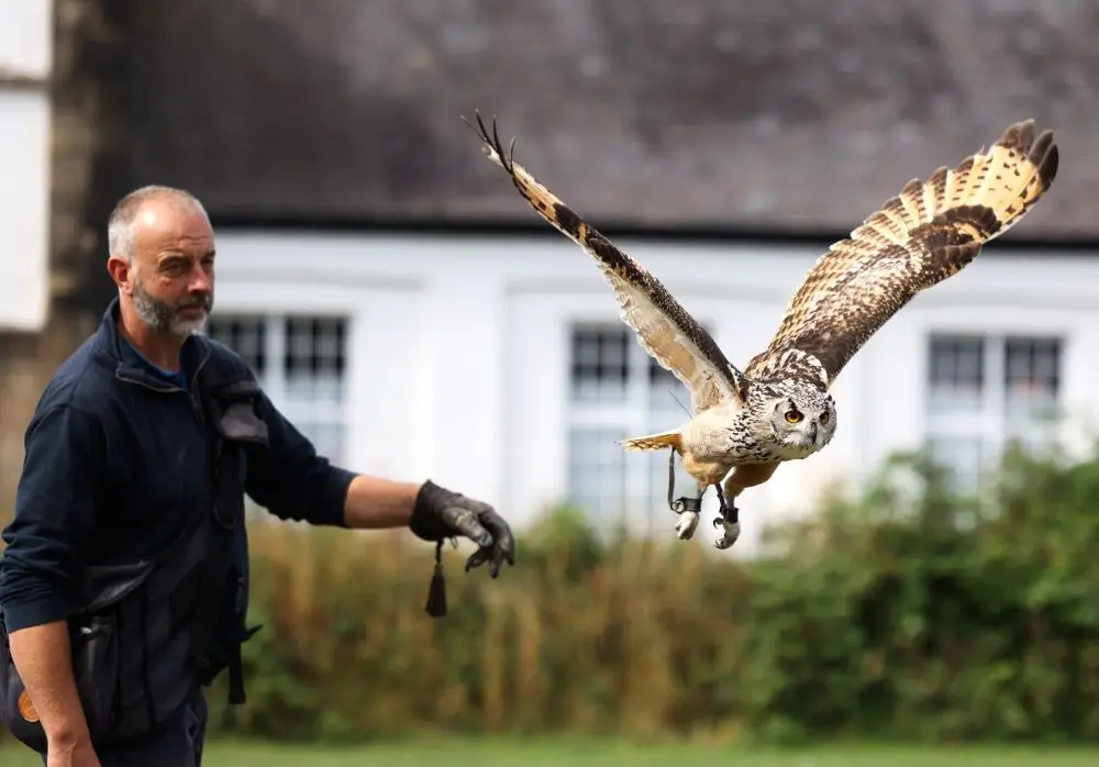 Birds of Prey Day