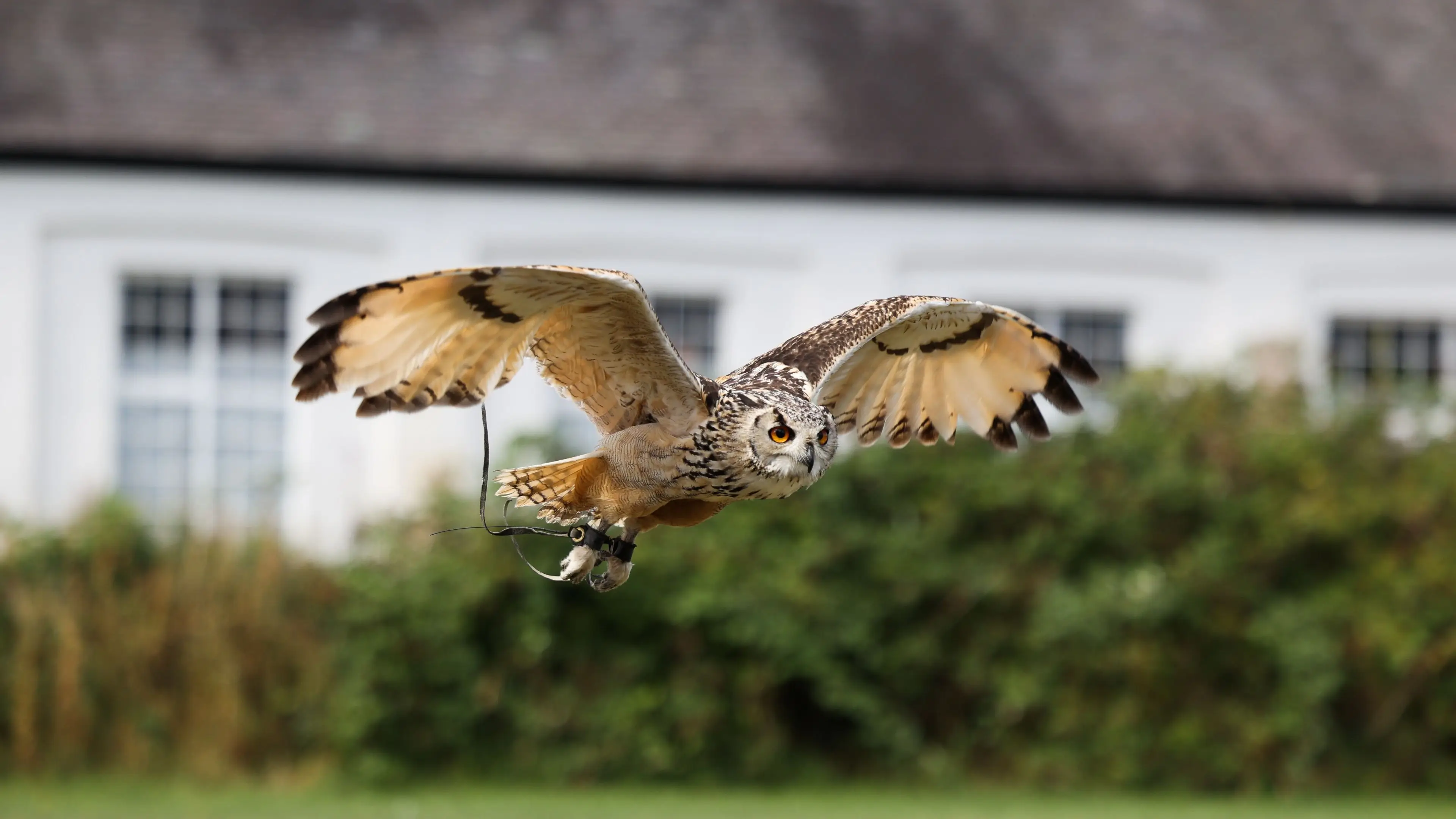 Birds of Prey Day